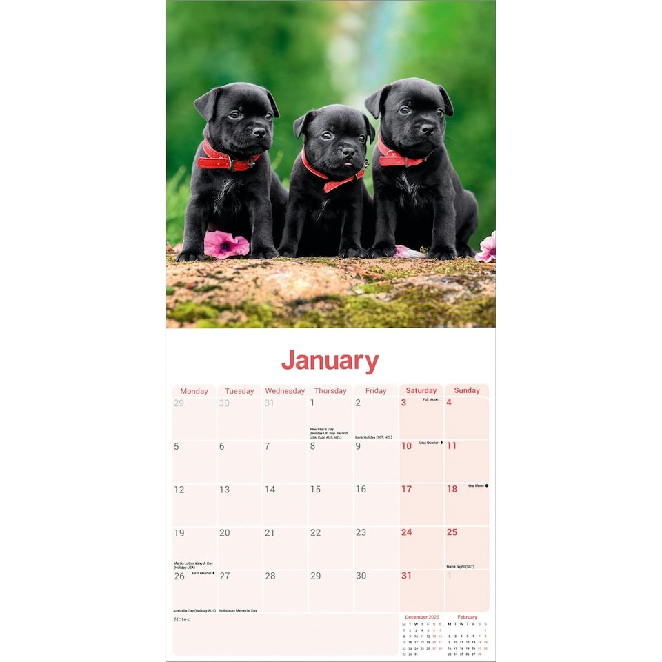 image 1 of Staffordshire Bull Terrier Puppies 2026 Calendar | Square Wall Calendar | Dog Breed Gift | Plastic Free Packaging | by Avonside Publishing
