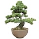 image 4 of Pronto Seed Bonsai Grow Your Own Bonsai Kit - Pine Tree Starter Set in Plastic Pot