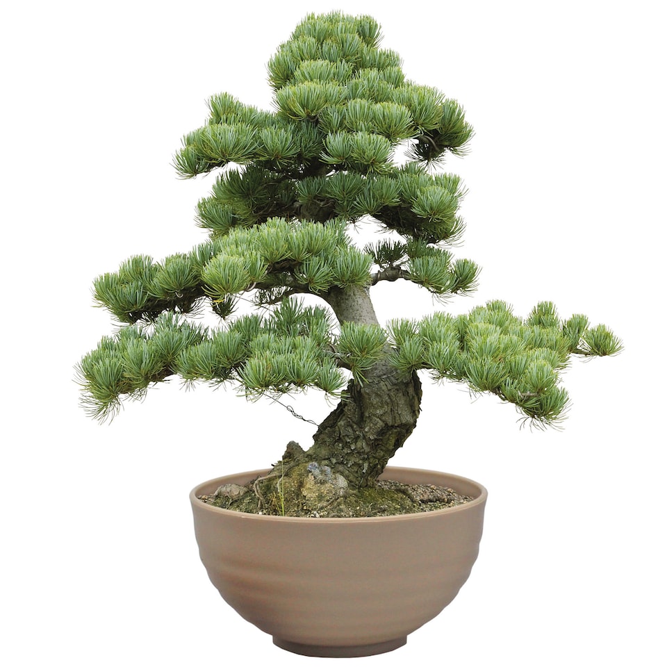 image 1 of Pronto Seed Bonsai Grow Your Own Bonsai Kit - Pine Tree Starter Set in Plastic Pot