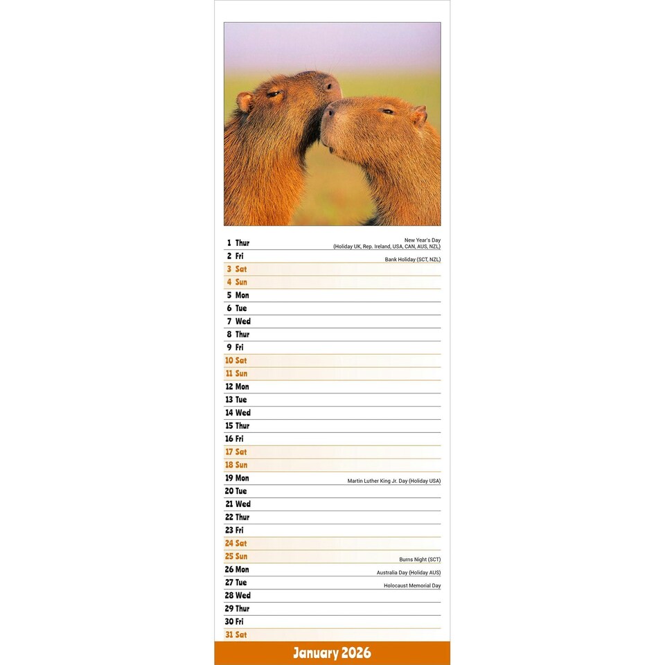 image 1 of Capybara Slim 2026 Calendar | Slimline Wall Calendar | Animal Gift | Plastic Free Packaging | by Avonside Publishing [Calendar] Avonside Publishing Ltd