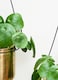 image 3 of Linear Hanging Planters - Metal - L20 x W81 x H90 cm - Black/Gold | Black