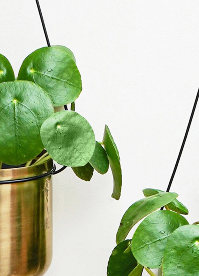 image 1 of Linear Hanging Planters - Metal - L20 x W81 x H90 cm - Black/Gold | Black