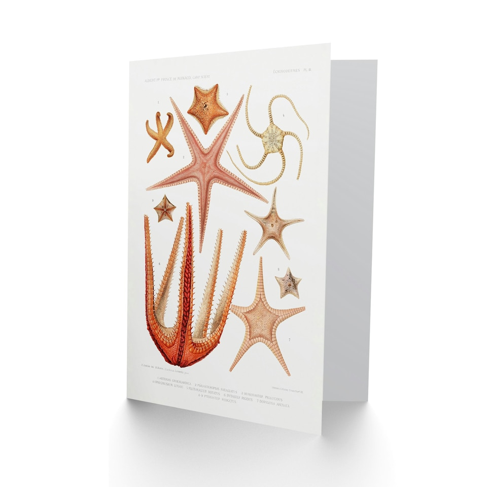 image 1 of Vintage Marine Life Art Card Starfish Species Biodiversity