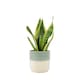 image 2 of Sansevieria Superba in 12cm Pot | Air Purifying Snake Plant for Low Light Spaces