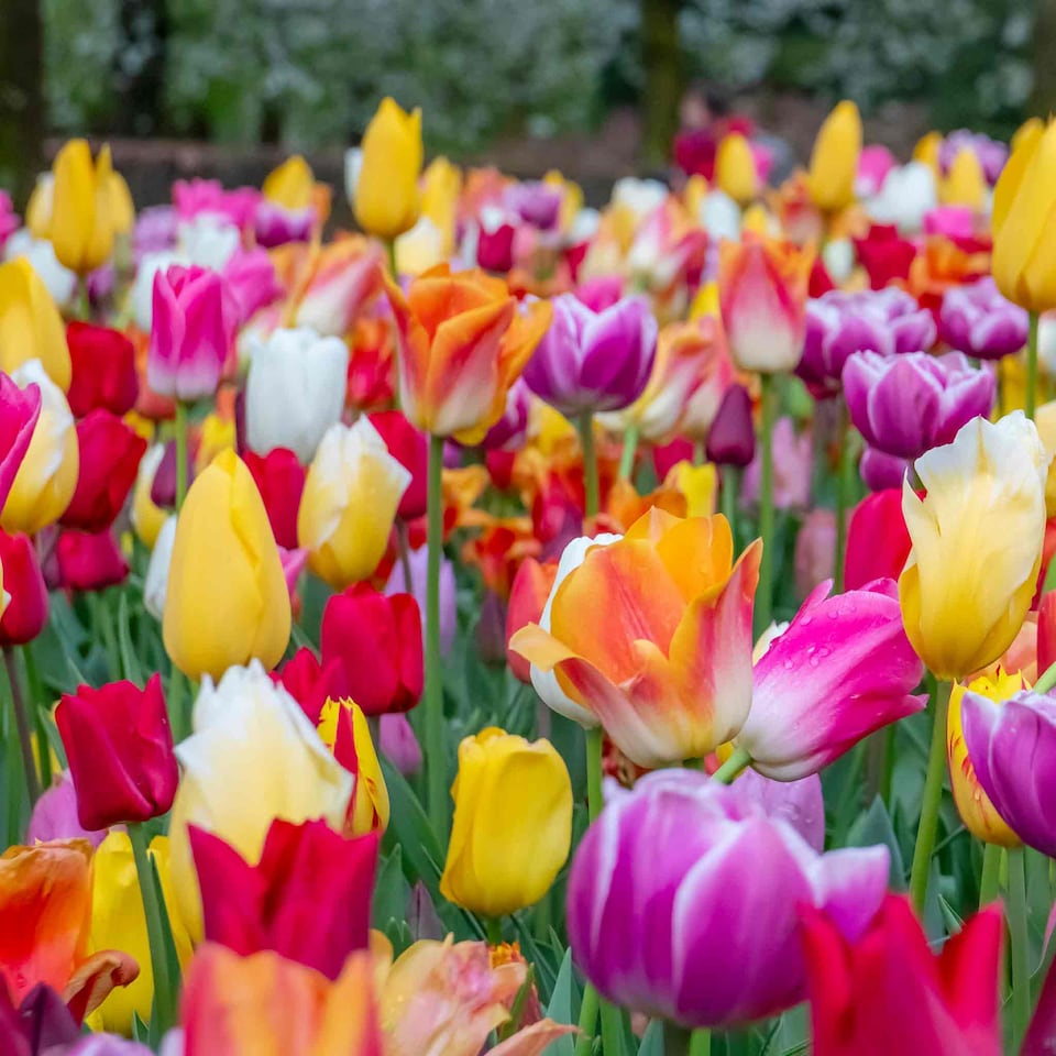 image 1 of Marshalls Garden Tulip Bulbs Mixed Border Collection, 50 Bulbs