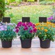 image 2 of Handheld Mini Blackboard & Chalk For Plant Pots | Multi | Set of 20 & Rectangle | 20