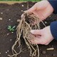 image 2 of Carbeth Plants 25 x Asparagus Crown Millennium Roots for Planting - Premium Quality Vegetable Perennials for Kitchen Gardens & Allotments