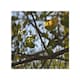 image 1 of leaves and branches Designer Splash Back | White