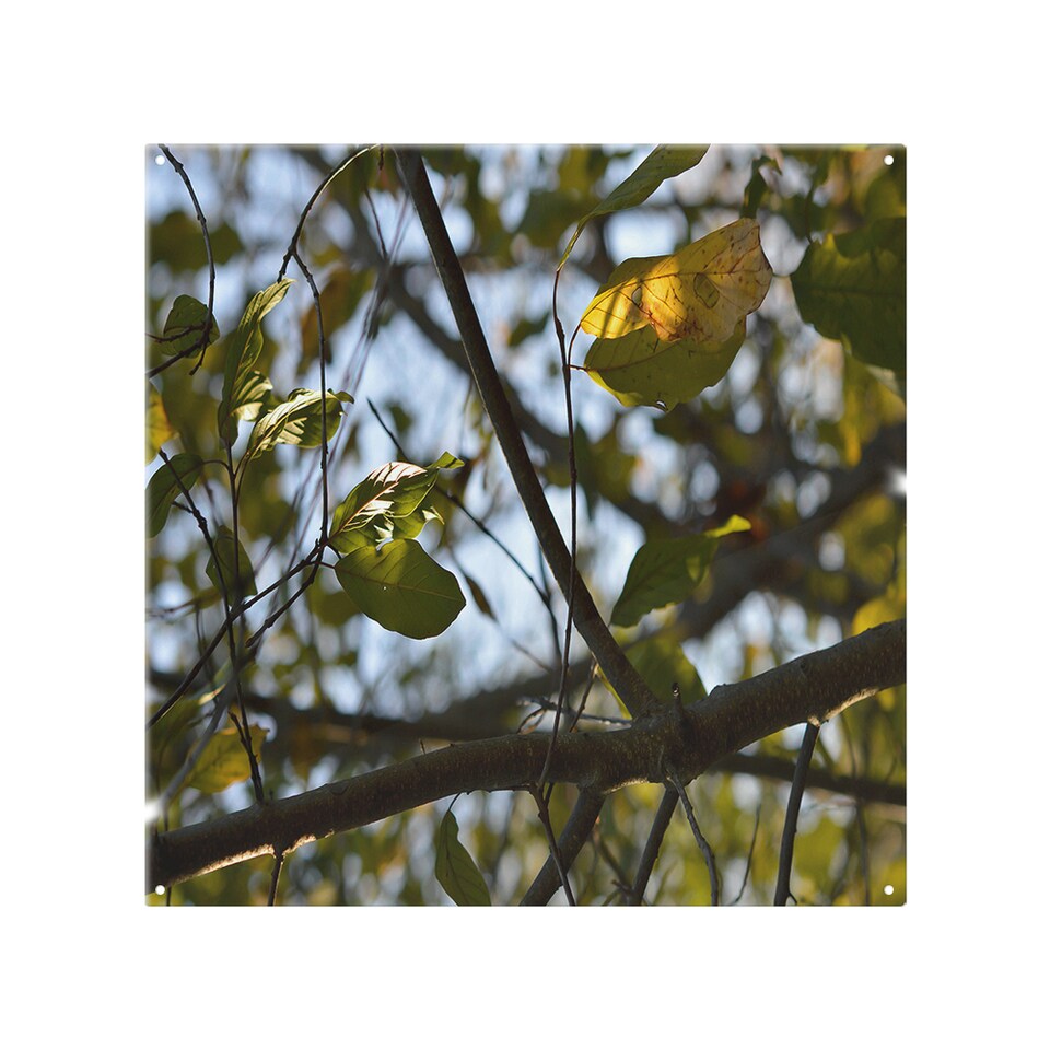image 1 of leaves and branches Designer Splash Back | White