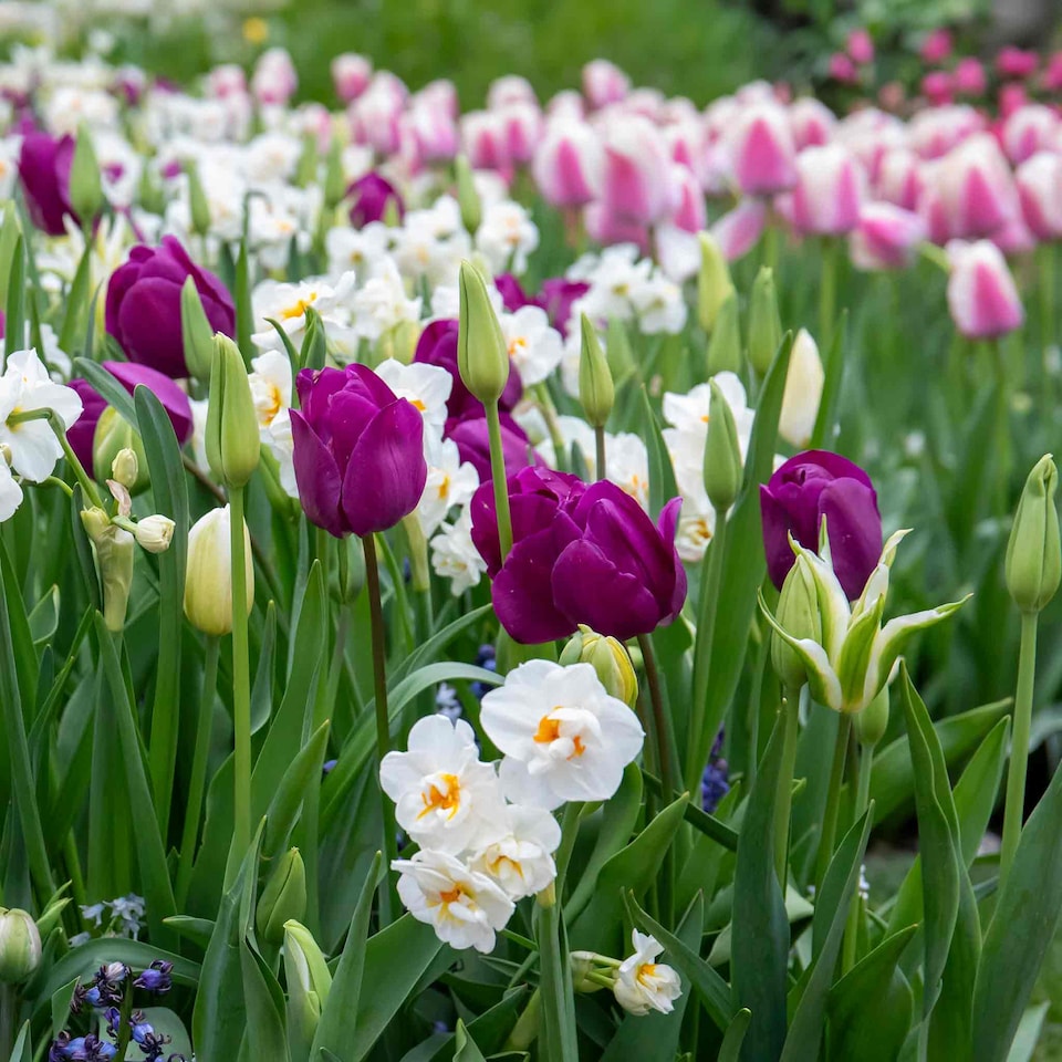 image 1 of Marshalls Garden Tulip Bulbs 'Purple Prince' – 10 Bulbs, Early-Flowering Purple Tulips