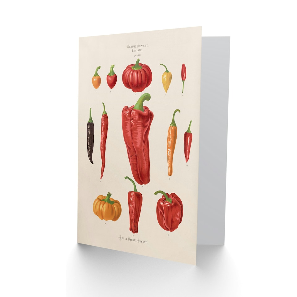 image 1 of Ernst Benary Art Card Capsicums and Chili Pepper Varieties