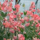 image 7 of Unwins Sweet Pea 21 Seeds 'Princess Elizabeth' Spencer-type, Salmon Pink