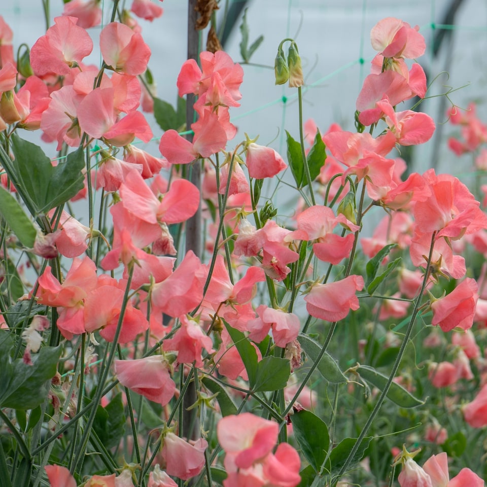image 1 of Unwins Sweet Pea 21 Seeds 'Princess Elizabeth' Spencer-type, Salmon Pink