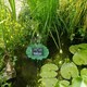 image 3 of Primrose Floating Lily Pad Solar Water Fountain with Lights & Remote 36cm