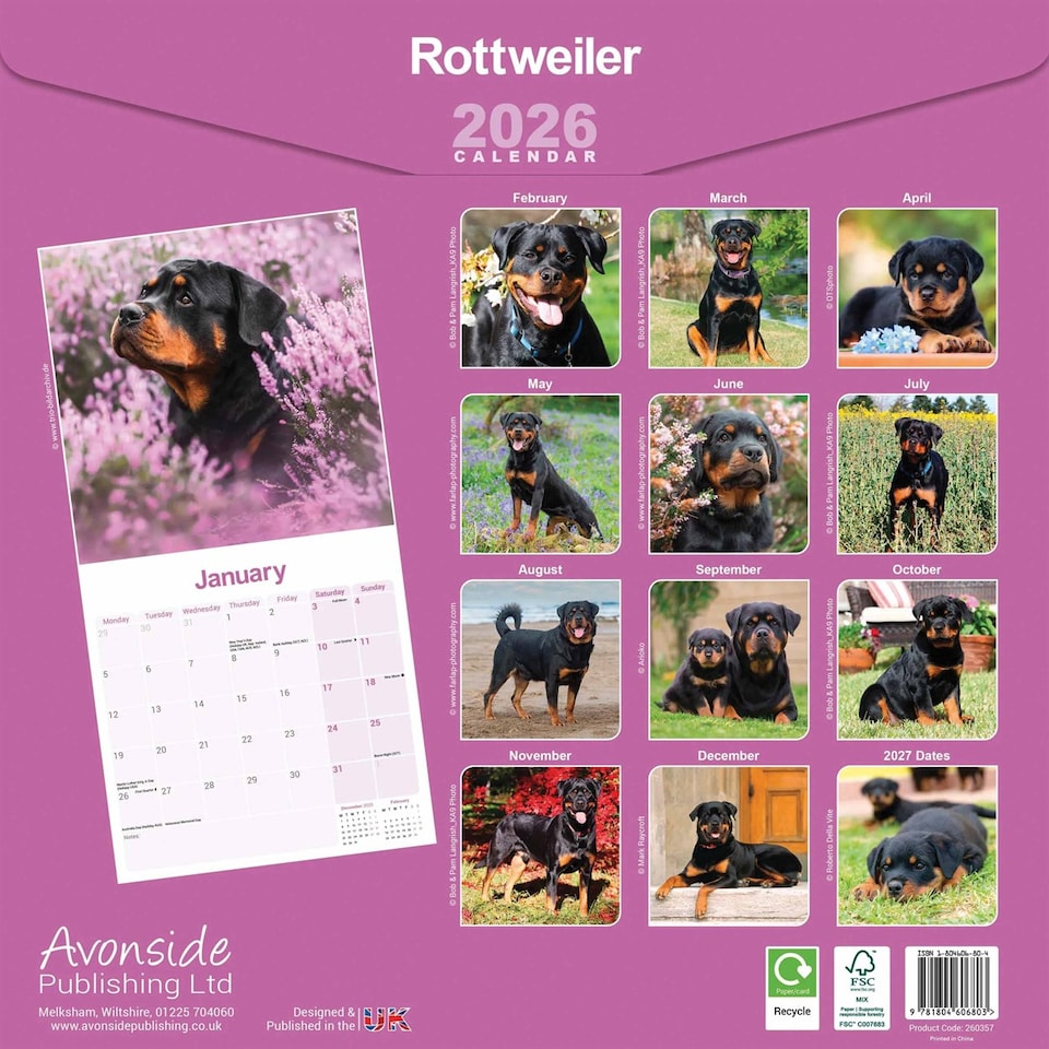 image 1 of Rottweiler 2026 Calendar | Square Wall Calendar | Dog Breed Gift | Plastic Free Packaging | by Avonside Publishing