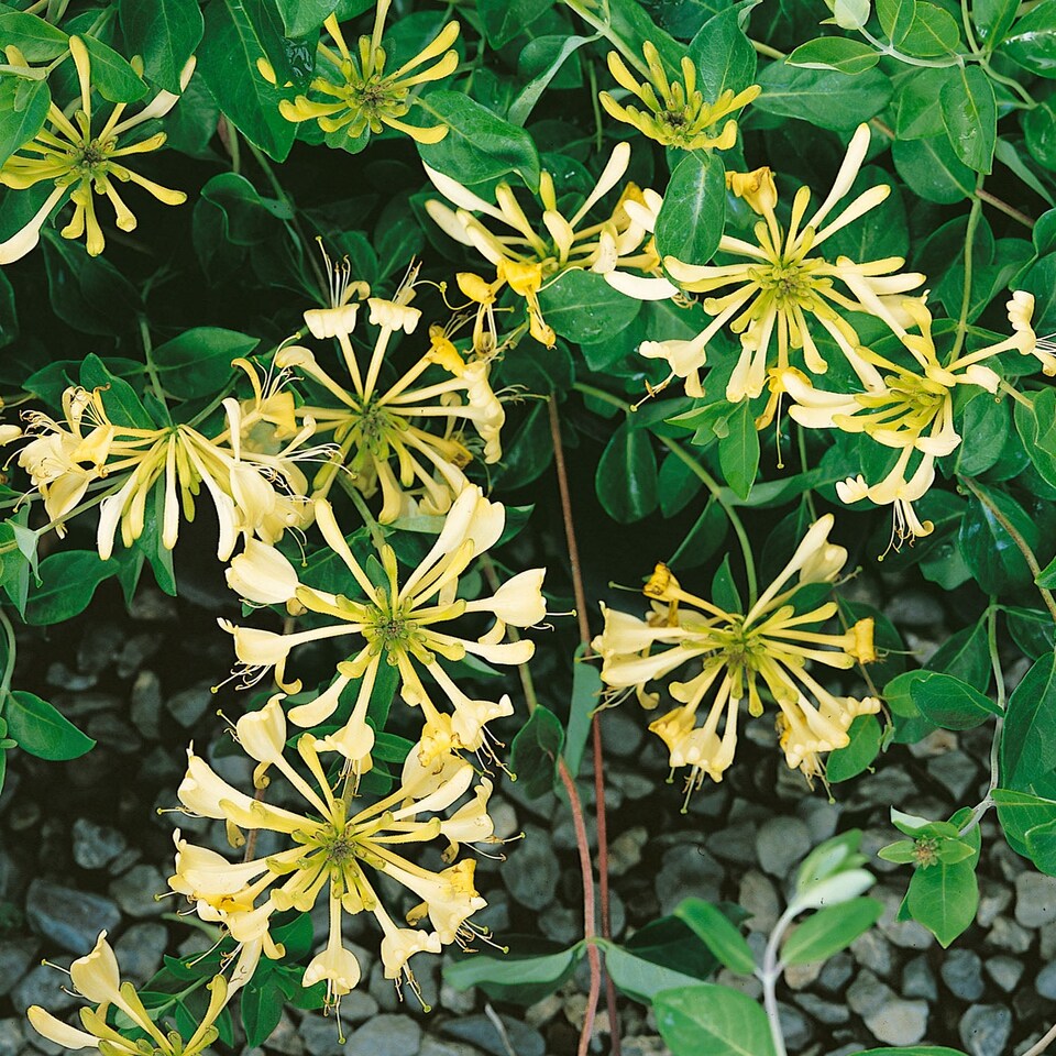 image 1 of Honeysuckle 'Graham Thomas'