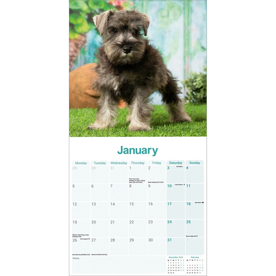 image 1 of Schnauzer Miniature 2026 Calendar | Square Wall Calendar | Dog Breed Gift | Plastic Free Packaging | by Avonside Publishing