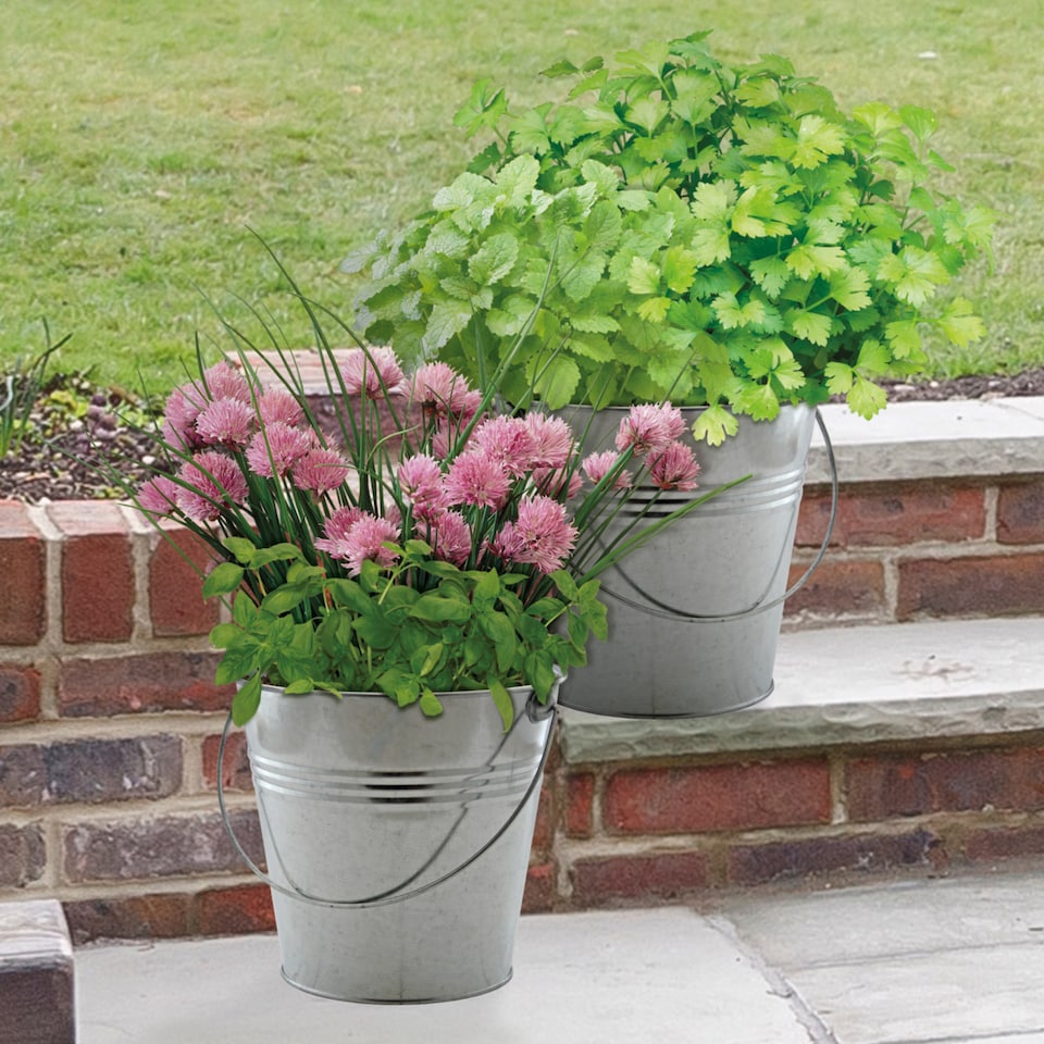 image 1 of Pronto Seed Grow Your Own Herb Kit with Galvanised Buckets - Herb Bucket Duo | Multi