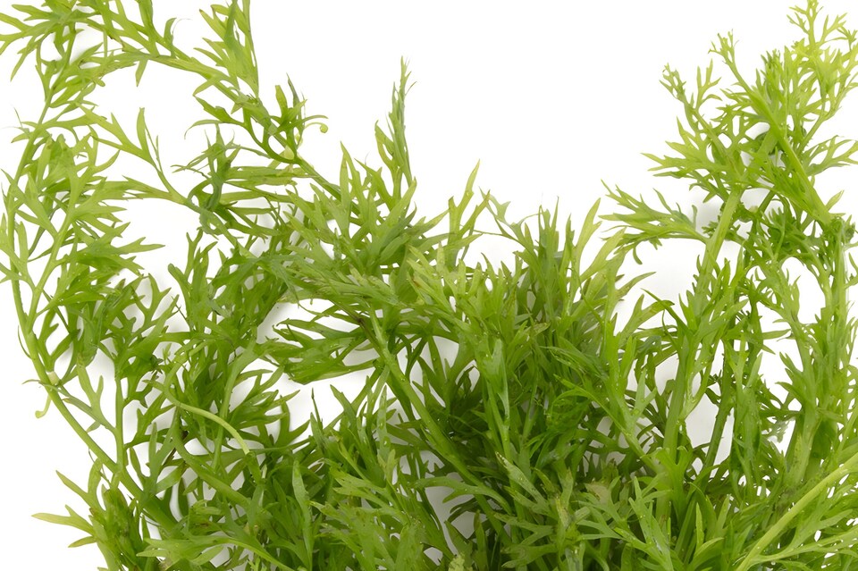 image 1 of Water Sprite (Ceratopteris siliquosa) - Live Aquarium Plant for Background Planting, No CO2 Needed - Fish Tank Plant