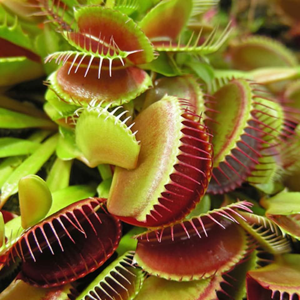 image 1 of Venus Fly Trap Plant 'Dionaea muscipula' Jumbo Plant in 12cm Pot - Easy to Care Exotic Plants for Home & Office - Carnivorous Indoor plant