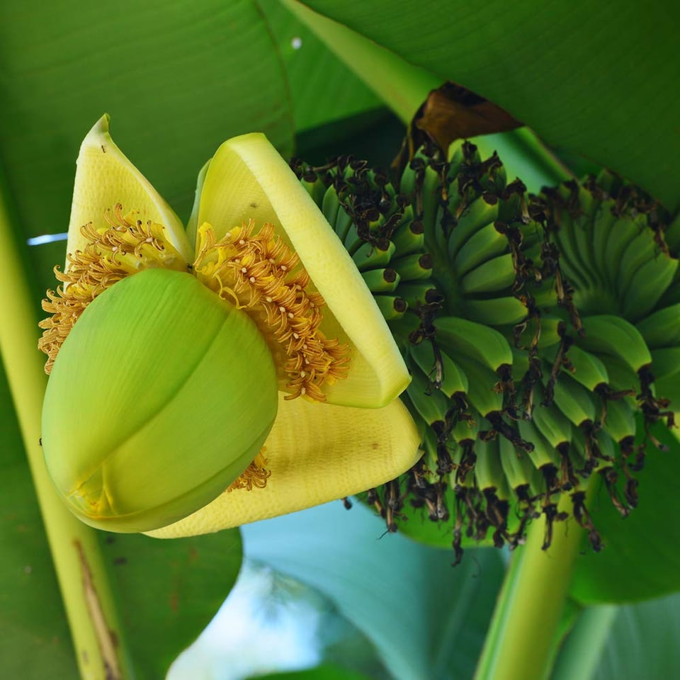 Musa basjoo 9cm Potted Plant x 4
