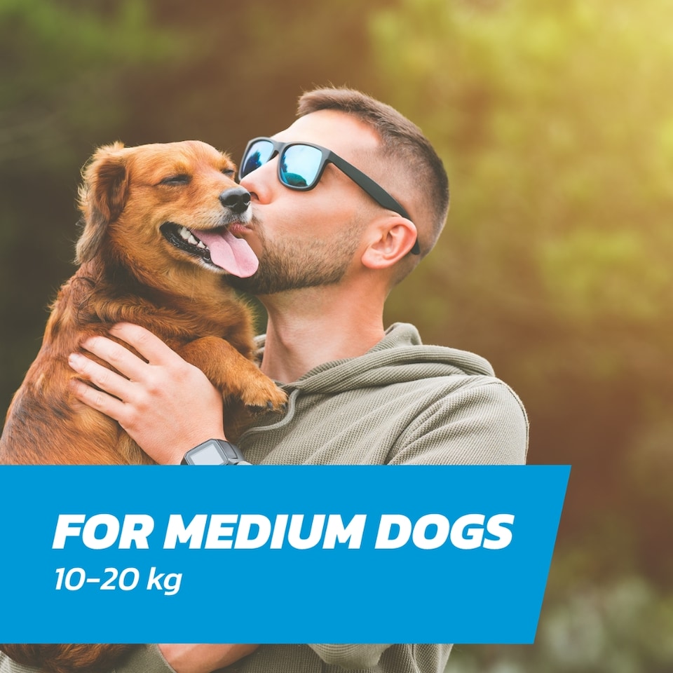 image 1 of Dog Flea Treatment Medium Dog x 2 - Flea Treatment for Dogs Medium 10-20 kg - Spot-On Solution for Flea and Tick Control - FleaSolve 2 x Pipettes