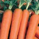 image 2 of Carrot Nantes 2 (Organic) | Multi | Orange | Seeds | 1