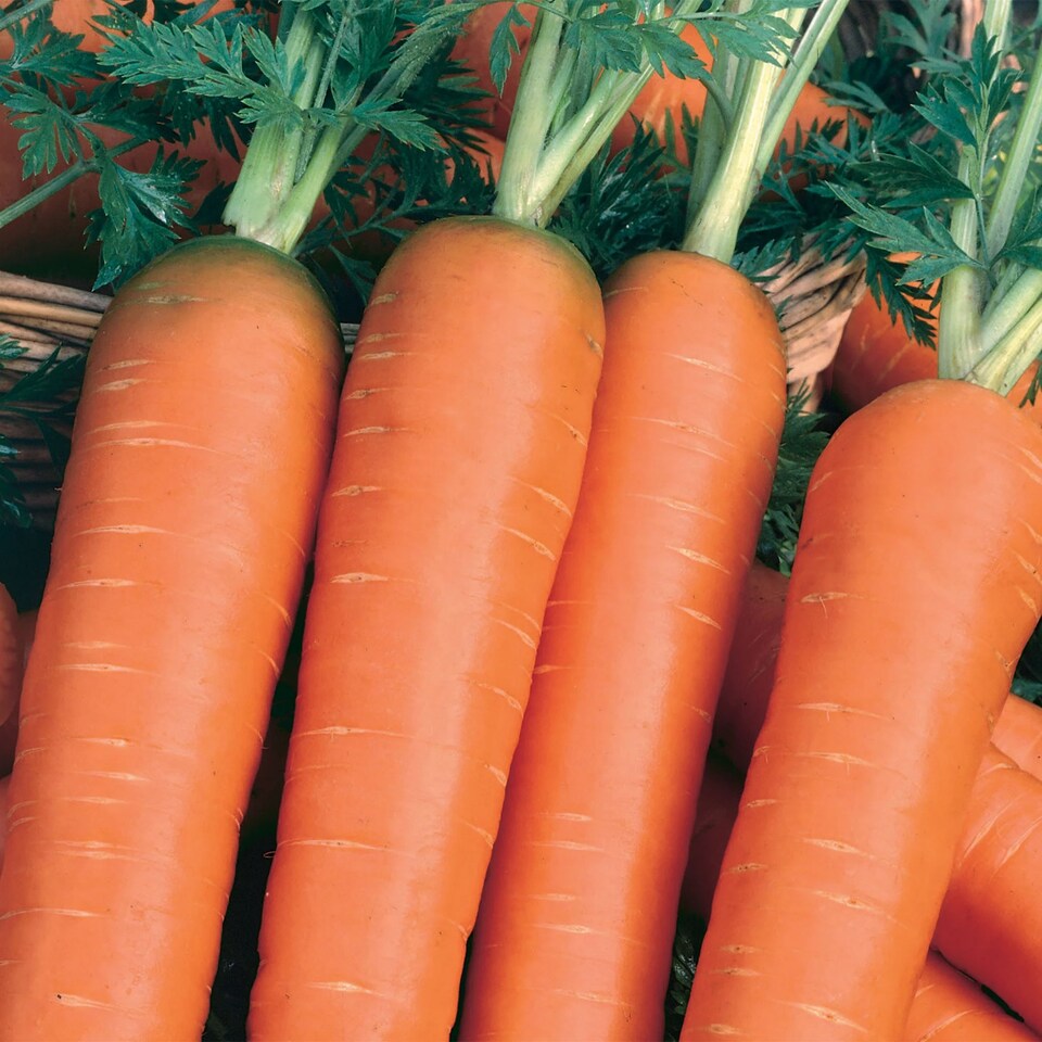 image 1 of Carrot Nantes 2 (Organic) | Multi | Orange | Seeds | 1