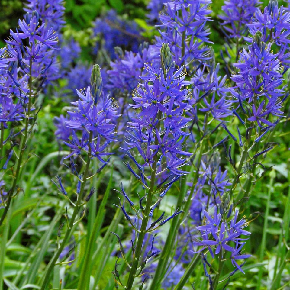 image 1 of Marshalls Garden Camassia leichtlinii 'Blue' Bulbs - 3 Pack