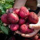 image 1 of Marshalls Garden Seed Potato Red Duke of York 1kg, Heritage First-Early, Weather Resistant | Red | Red-skinned tubers | 1