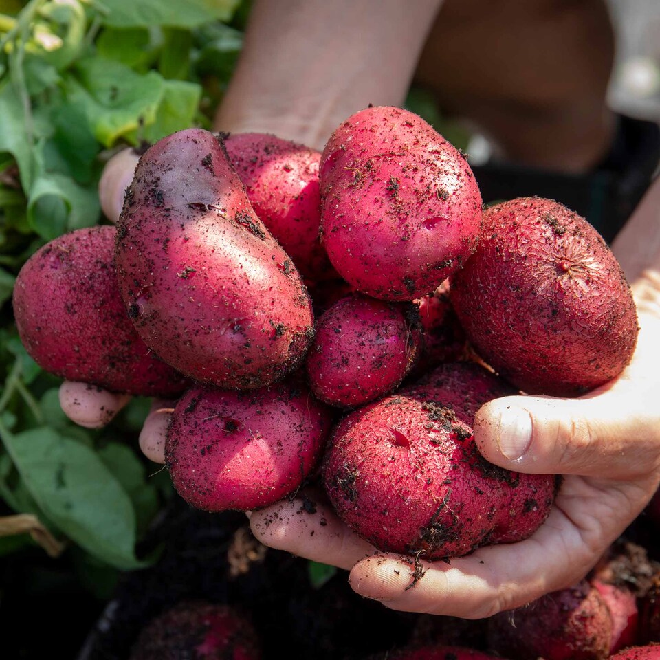 image 1 of Marshalls Garden Seed Potato Red Duke of York 1kg, Heritage First-Early, Weather Resistant | Red | Red-skinned tubers | 1