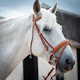 image 2 of Gallop Equestrian Comfort Bridle + Rubber Reins Black | Size: Full
Colour: Black