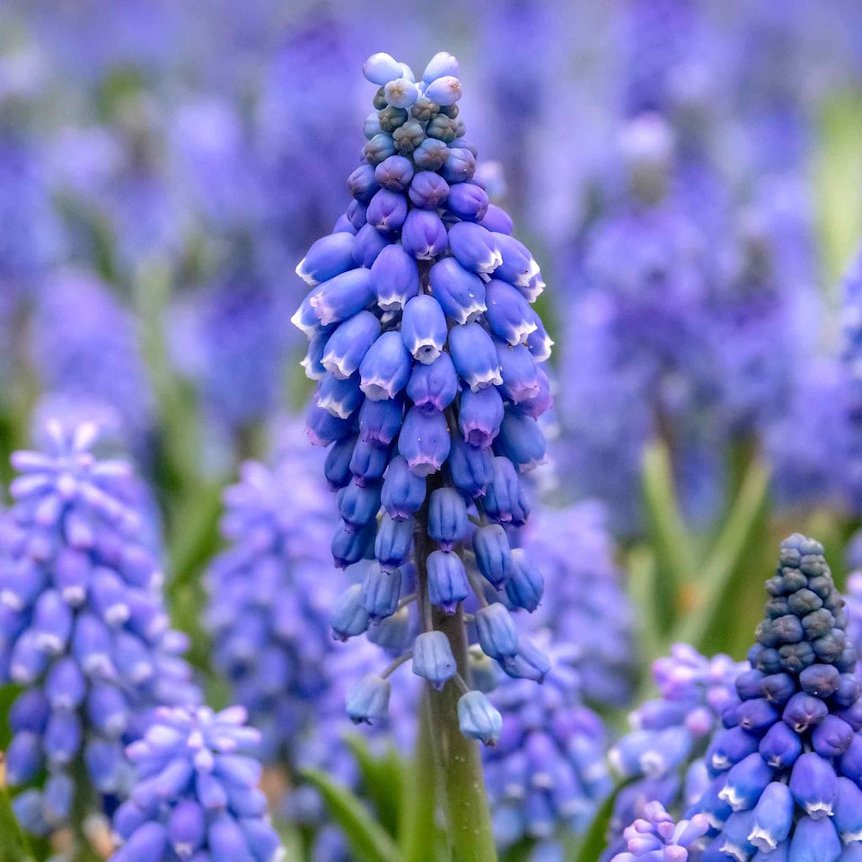 image 1 of Marshalls Garden Grape Hyacinth (Muscari) 50 Bulbs