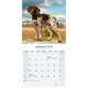 image 3 of German Shorthaired Pointer 2026 Calendar | Square Wall Calendar | Dog Breed Gift | Plastic Free Packaging | by Avonside Publishing