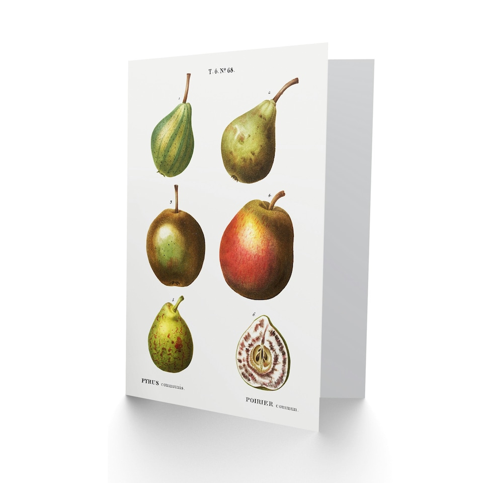 image 1 of Pierre-Joseph Redouté Art Card Pear Varieties Vintage Illustration