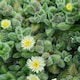 image 3 of Delosperma Echinatum Pickle Plant in 12cm Pot - Unusual Easy Care Succulent Houseplant