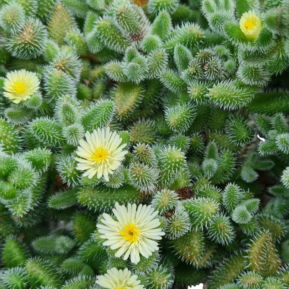 image 1 of Delosperma Echinatum Pickle Plant in 12cm Pot - Unusual Easy Care Succulent Houseplant