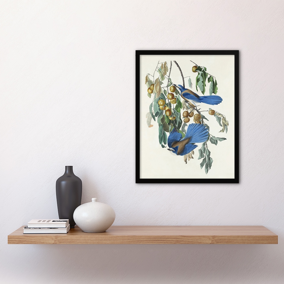 image 1 of Florida Jay and Persimmon Tree Audubon Nature Framed Wall Art Print 12X16"