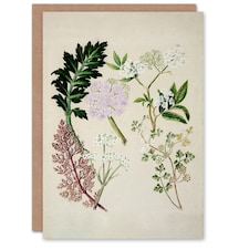 Sarah Featon Art Card New Zealand Ligosticum Latifolium Flowers