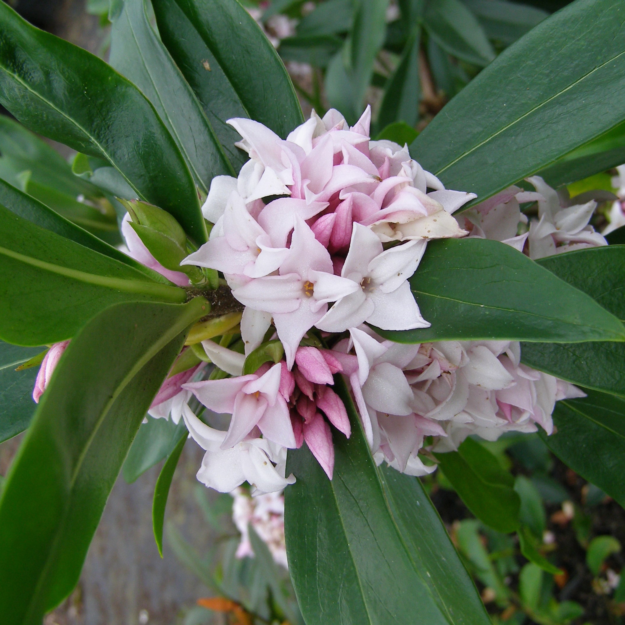 YouGarden - Daphne 'Perfume Princess' in a 13cm Pot - Fragrant Spring Flowering Evergreen Shrub, Hardy, Easy to Grow