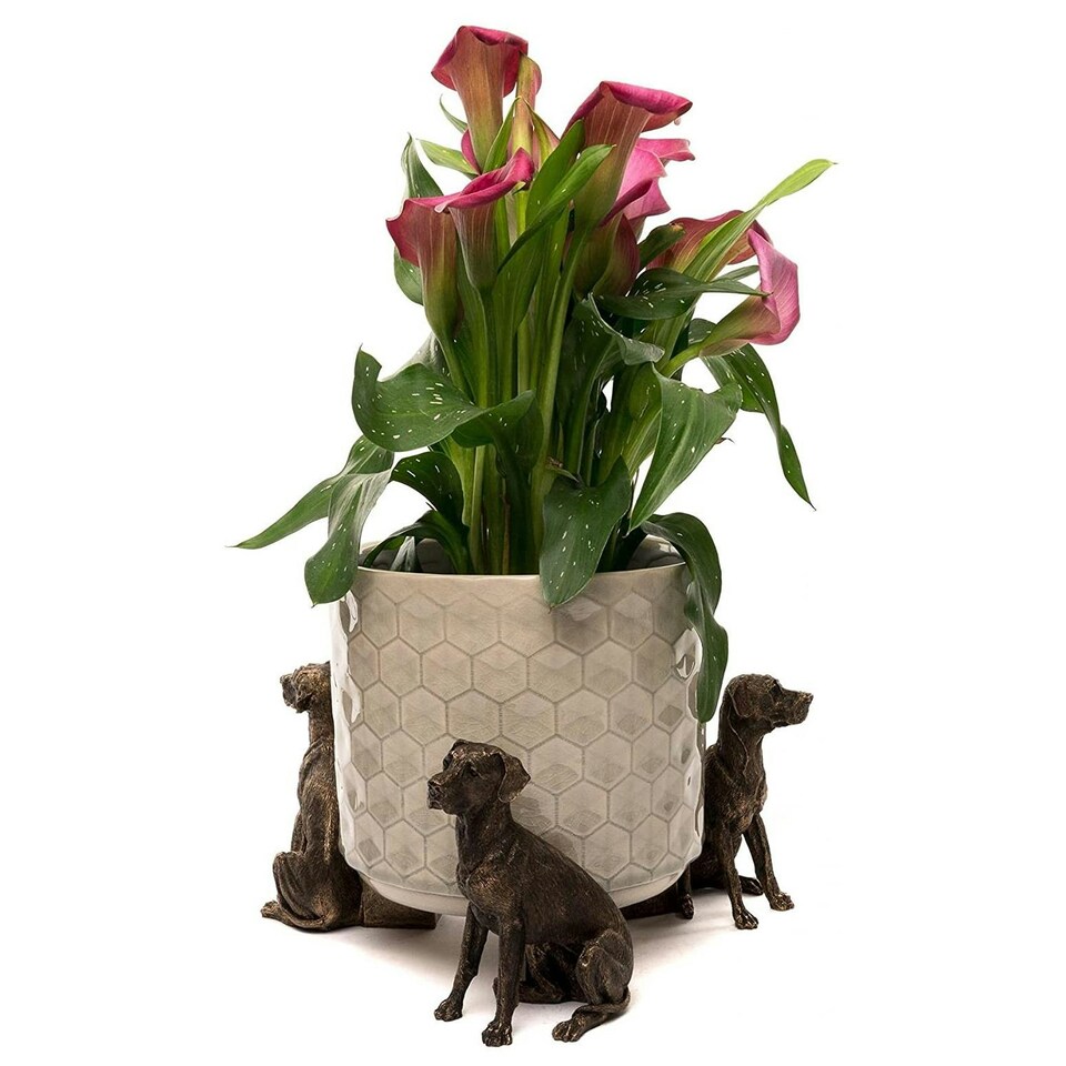 Potty Feet - Bronze - Great Dane Garden Décor N/A
