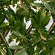 image 3 of Primrose Artificial Green Acer Extendable Trellis Privacy Screening 2m x 1m