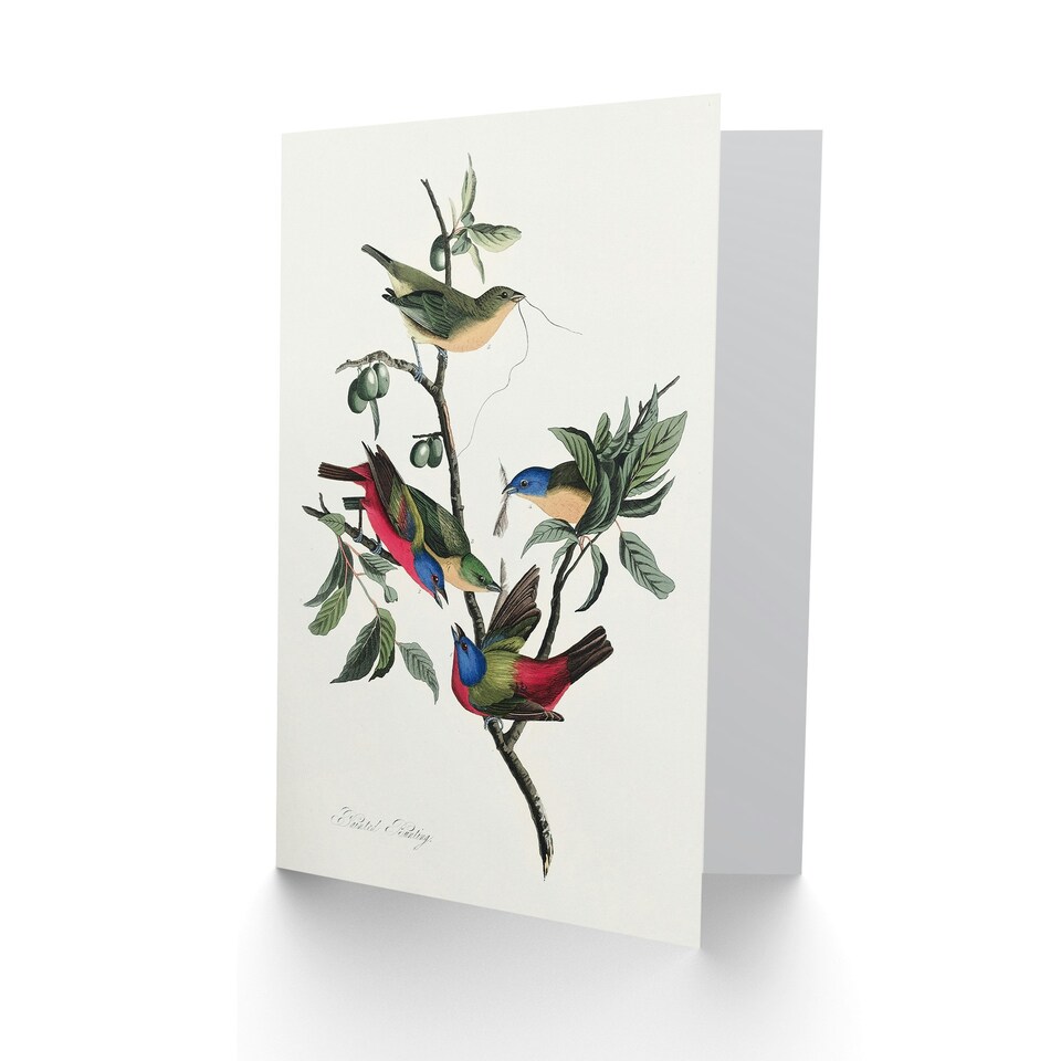 image 1 of John James Audubon Art Card Painted Finch on Olive Branch