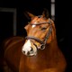 image 5 of LeMieux Arika Dressage Bridle Black | Cob