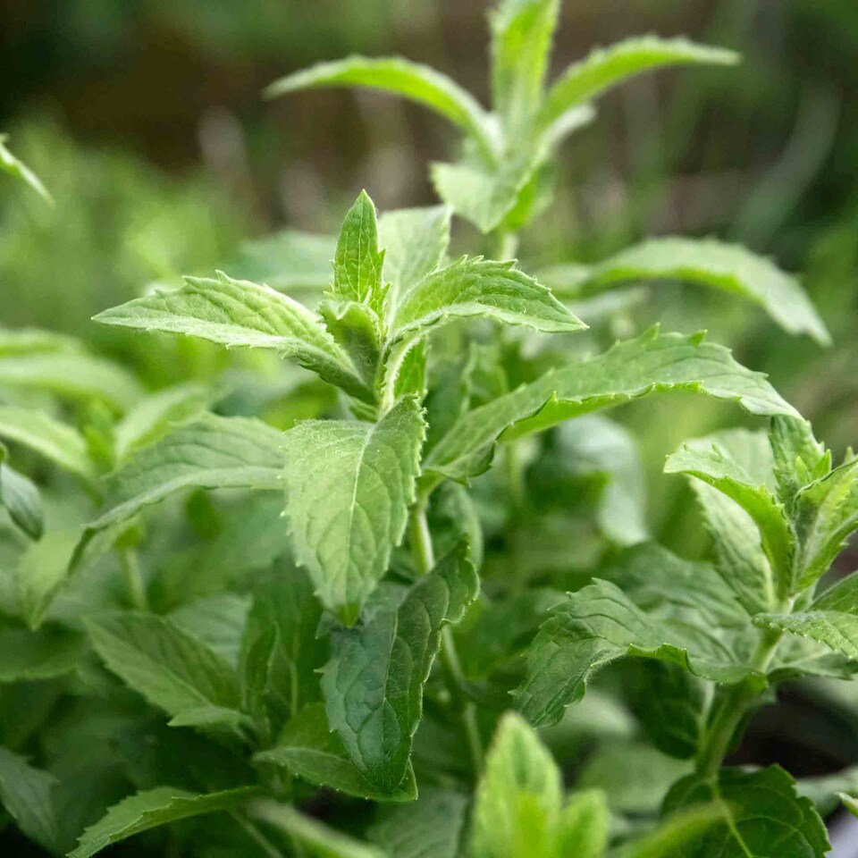 image 1 of Marshalls Garden Mint 'Spearmint' | Green | Soft green leaves with pink, lilac, or white flowers | 3 x 9cm Plants
