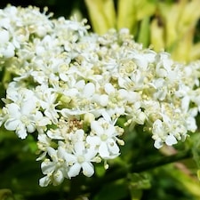 Sambucus nigra Golden Tower 9cm Potted Plant x 1