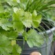 image 8 of Marshalls Garden Coriander Plant - 6 plug plants