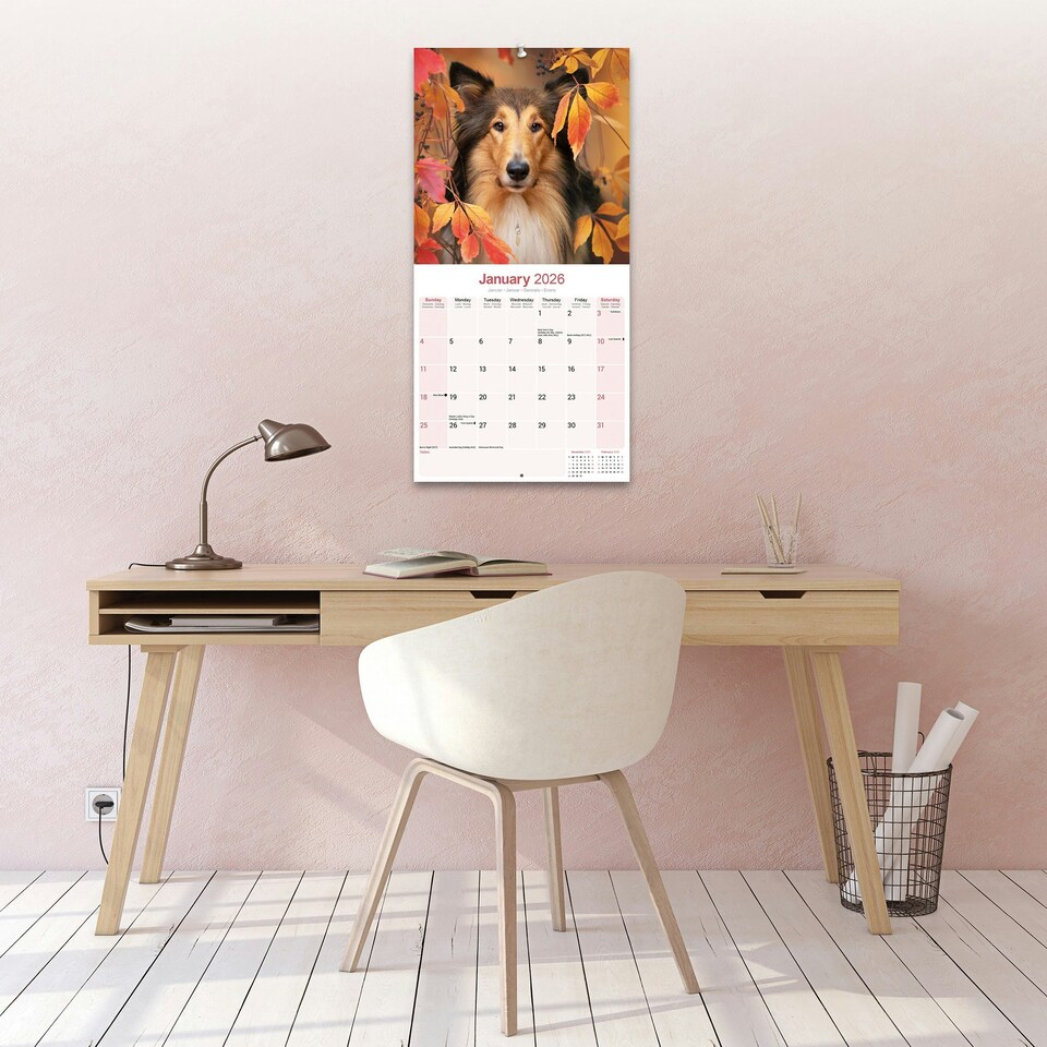 image 1 of Collie 2026 Calendar | Square Wall Calendar | Dog Breed Gift | Plastic Free Packaging | by Avonside Publishing