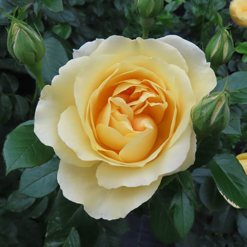 image 1 of Harkness Rose 'Golden 50th Wedding Anniversary' , Gift Wrapped, in 4 Litre Pot