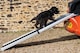 image 5 of The Ramp People Telescopic Dog Ramp for the Car Boot 1.8m 90kg Capacity